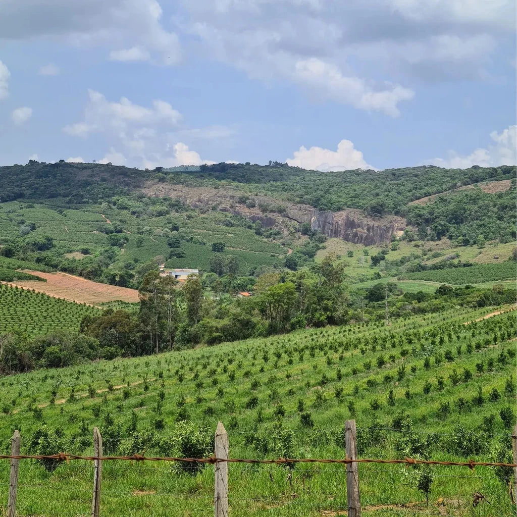 Apas Farm Decaf