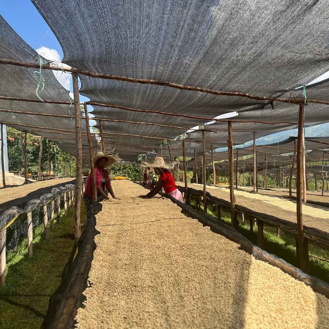 Dry Beds, Duwancho