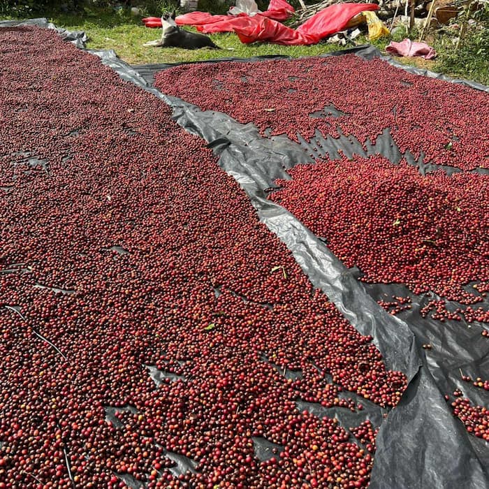 Finca Las Brisas, Filterkaffee aus Honduras