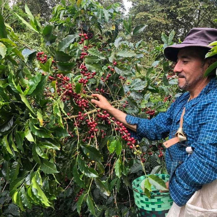 Finca Las Brisas, Filterkaffee aus Honduras