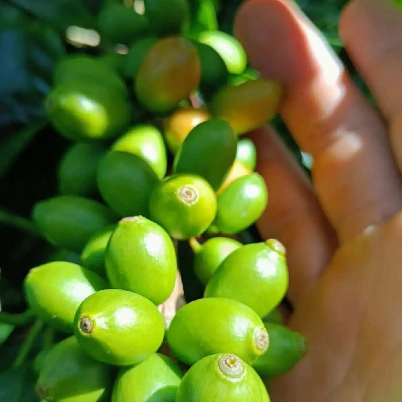 Los Ángeles, Espresso aus El Salvador