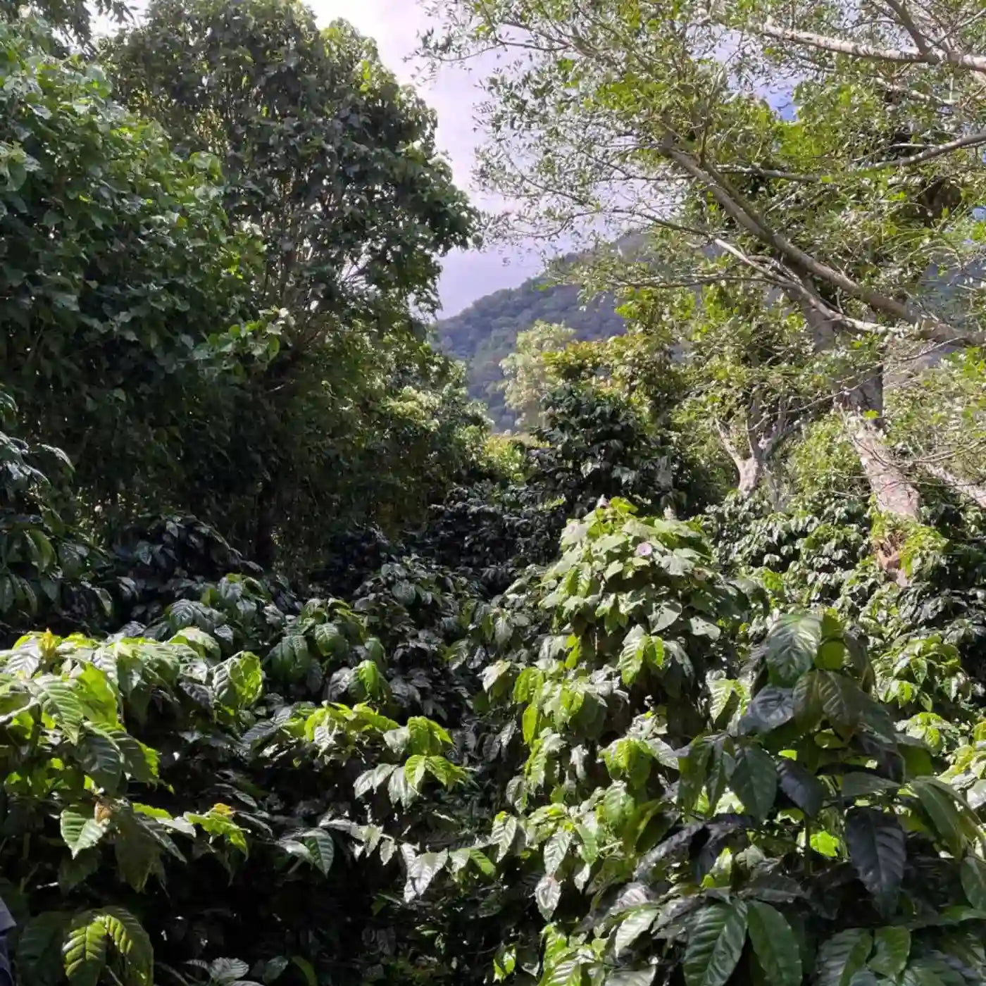 Los Ángeles, Espresso aus El Salvador