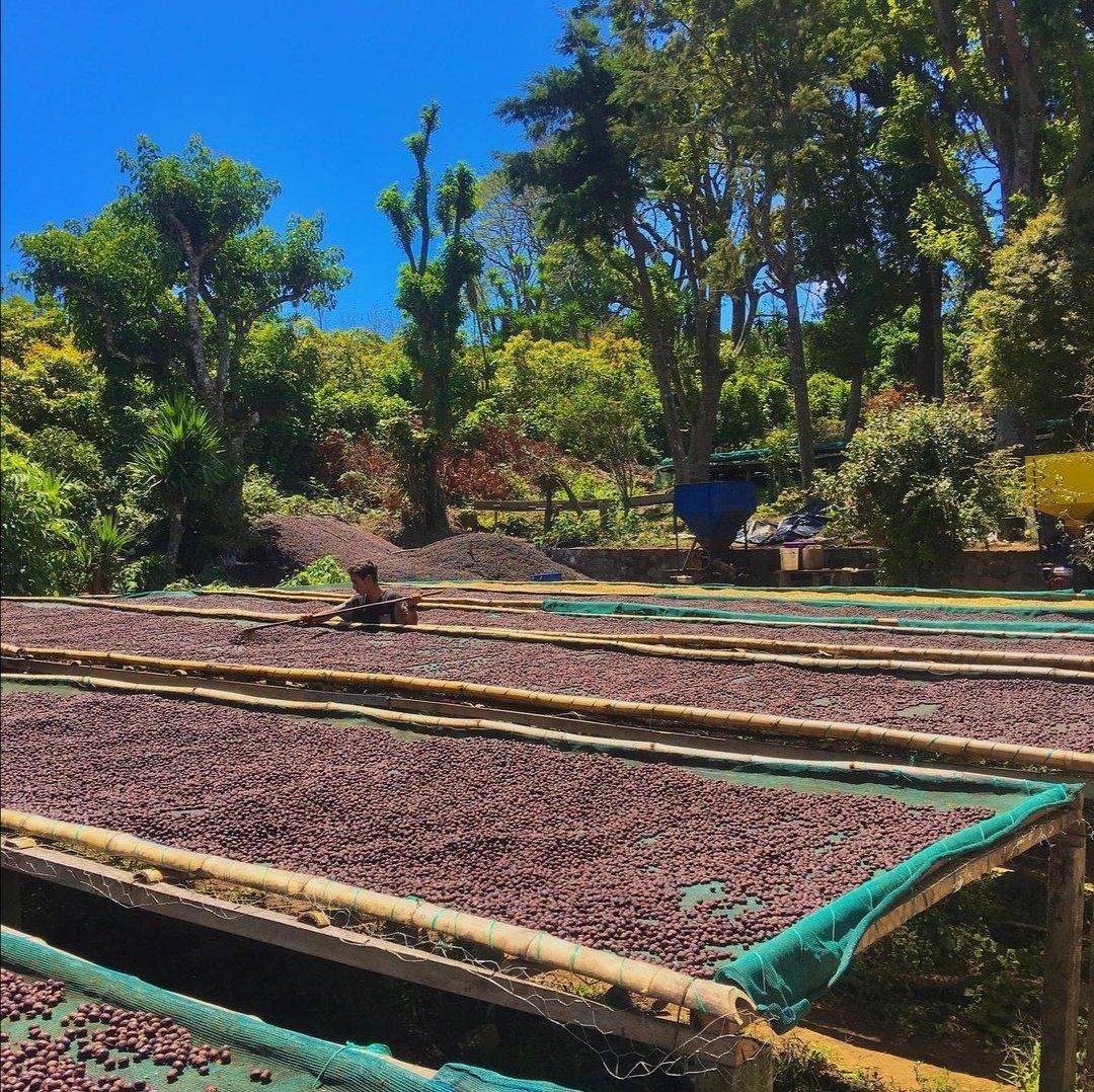 Fotos von Don Robertos Instagram la_divina_coffee_farm